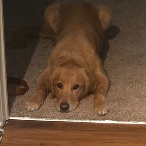 Meet your Posher, Reed